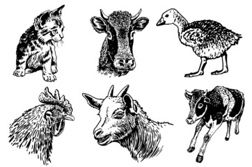 vector collection of farm animals isolated on white background, rural wildlife elements for design,coloring and printing