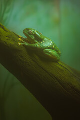 Big green and yellow spotted frog on a branch in the fog