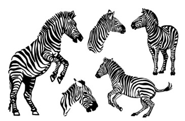 Fototapeta na wymiar Vector big collection of zebras on white background, zebra jumping,running standing and portrait
