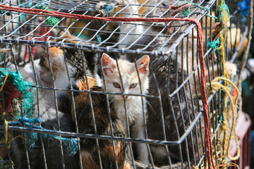 Kittens for sale crammed in a cage in Otavalo market, Ecuador