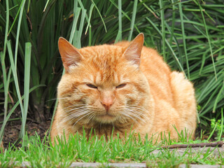 Stray blonde cat in a Panama City park, Panama.