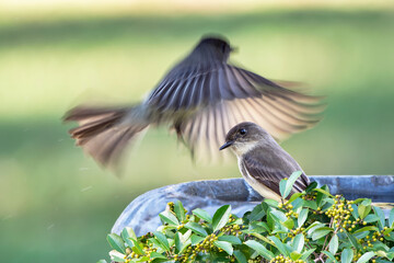 Eastern Phoebes in Louisiana Garden 