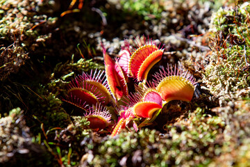 Carnivorous dionaea plant of species B-52, in macro close-up and selective focus showing fine details of the plant.