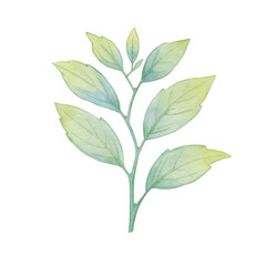 Green branch with leaves isolate on white background. Watercolor leaves on a branch. Watercolor illustration for design, cards, print