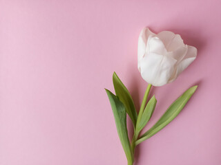 A white tulip on a pink background. Gentle greeting card