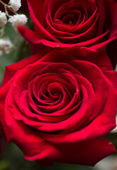 close up pf red rose peTals in circular shape the centre of a rose the symbol of love weddings Valentines day and anniversaries deep red in color fresh rose out of the garden vertical format backdrop 