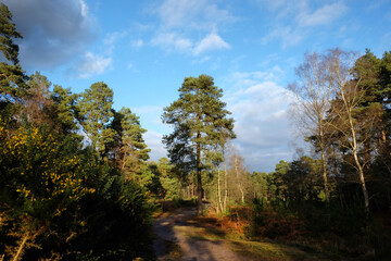 Sunny Blackheath common, Guildford, Surrey, UK
