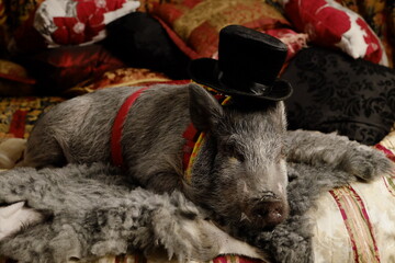 Pig and dove acting like human at home like real pets. Some people have their own desires as feeling comfortable with not usual pets.