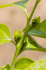 Detail of the persimmon buds that will form the final fruits