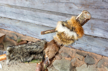 Meteņi mumming figure symbolizing a wolf standing at a log hut. Meteni is ancient Latvian spring waiting holiday, when mummers scare the winter.