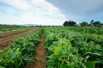 rows of vegetables in the field