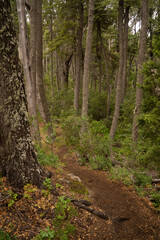 Hiking in the forest. View of the footpath across the woods.