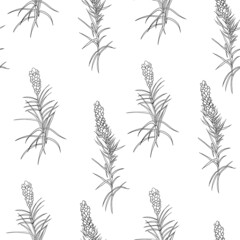 Monochrome botanical motif for textiles and design. Graphically drawn herbs and leaves on a white background in a seamless pattern