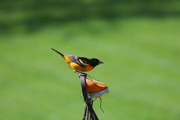 oriole up close