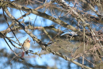 female cardinal on tree