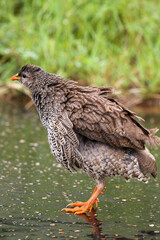 Natal Spurfowl, Kruger National Park