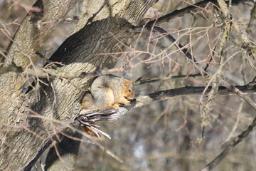 squirrel on the tree
