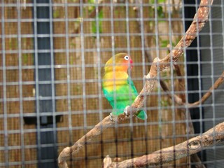 eingesperrter bunter Vogel