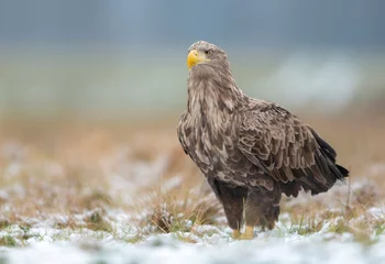 Foto auf Leinwand White tailed eagle or sea eagle ( Haliaeetus albicilla ) © Piotr Krzeslak