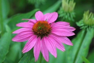 Obraz premium close up of pink flower