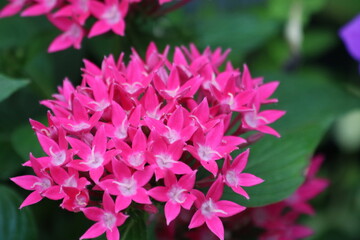 close up of pink flower