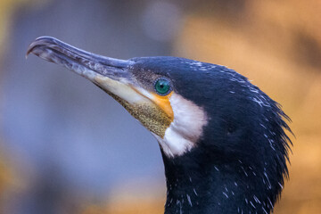 Portrait de grand cormoran 