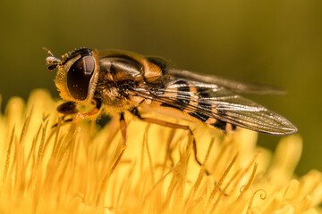 Syrphe sur un pissenlit récoltant le pollen, macro 1:1