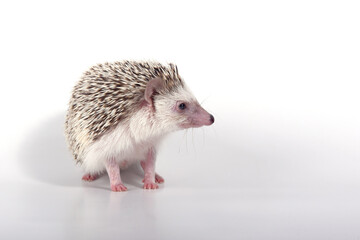 A beautiful cute hedgehog of African breed prickly with spikes on a white background in the studio
