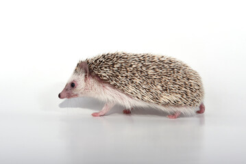 A beautiful cute hedgehog of African breed prickly with spikes on a white background in the studio