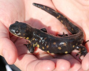 tiger salamander in hand - obrazy, fototapety, plakaty