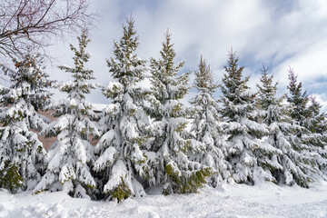 Spruce covered with snow after a strong blizzard