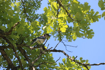 bird on a branch