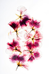 dry flowes on the white background