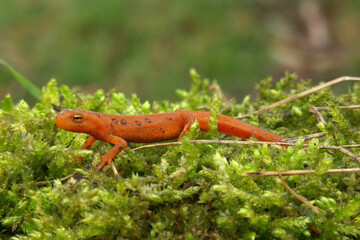 Closeup on a colorful but poisonous red eft of the Eastern or Broken-Striped Newt, Notophthalmus...