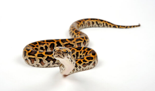 Tigerpyton Images – Browse 35 Stock Photos, Vectors, and Video | Adobe ...