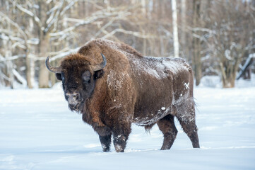 Bison in winter on snowy field.