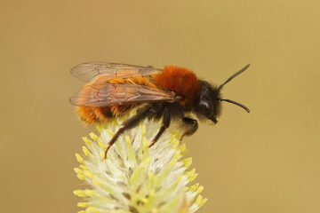 Closeup on a colorful red female Tawny mining bee, Andrena fulva on Goat willow , Salix caprea