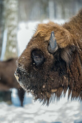 Bison in winter on snowy field.