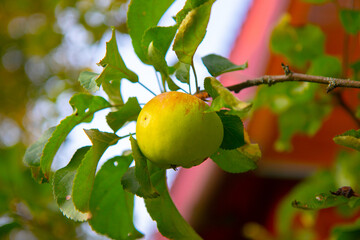 juicy, ripe apples, illuminated by the rays of the sun on the branch of an apple tree.autumn fruit harvest	
