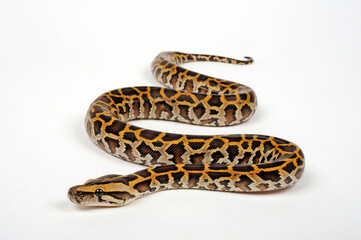 Indian rock python // Heller Tigerpython (Python molurus) 