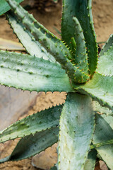 Aloe plant on desert sand soil.