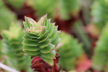 Fototapeta premium green succulent plant