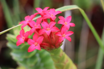 pink flowers