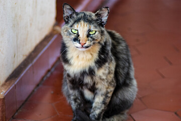 tricolor cat