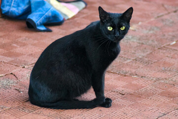 pregnant black cat