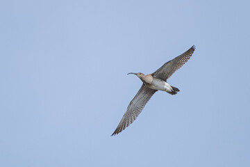 seagull in flight