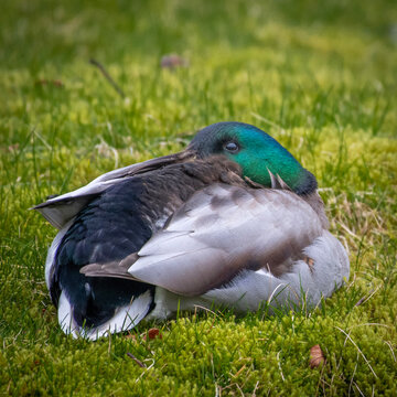 duck on the grass