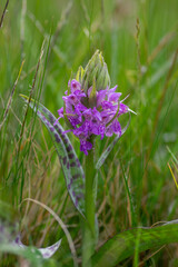Dactylorhiza majalis wild flowering orchid flowers on meadow, group of bright purple flowers in bloom