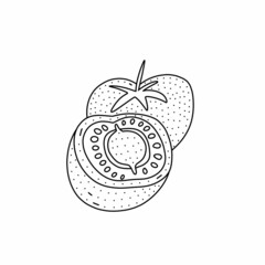 Hand drawn vector illustration of tomatoes in doodle style. Cute illustration of a vegetable on a white background.