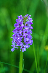 purple flower in the field, Very Peri color